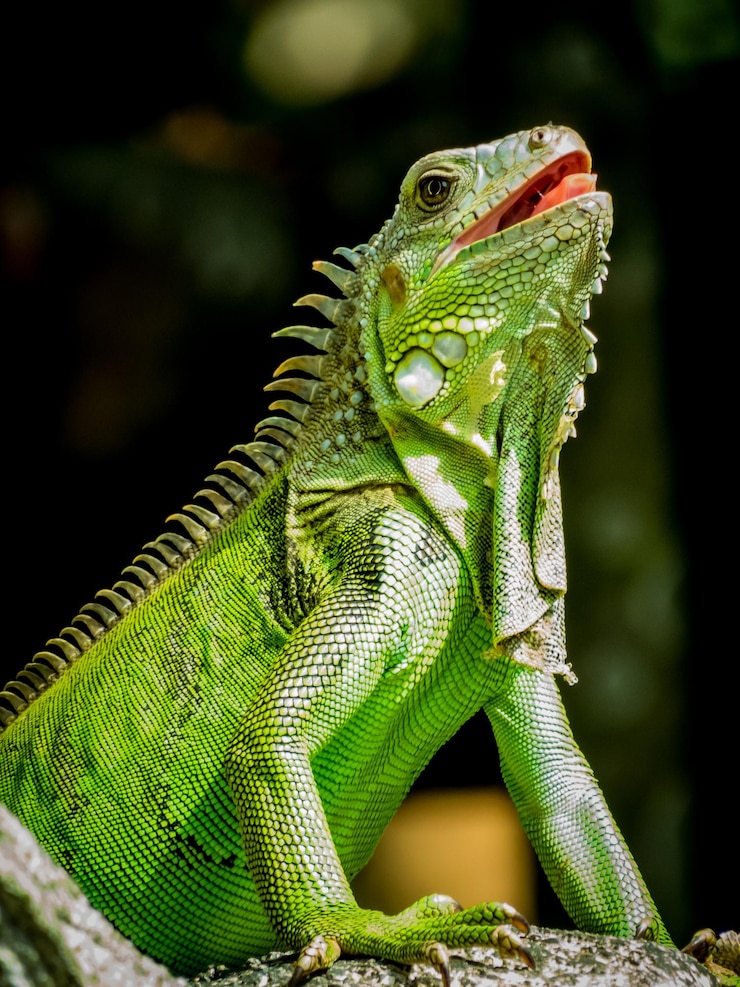 Foto close-up de lagarto verde