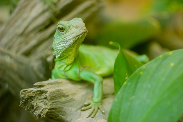Foto close-up de lagarto verde