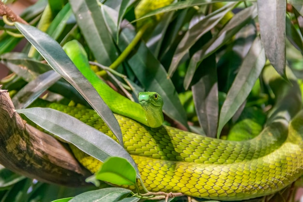 Foto close-up de lagarto verde