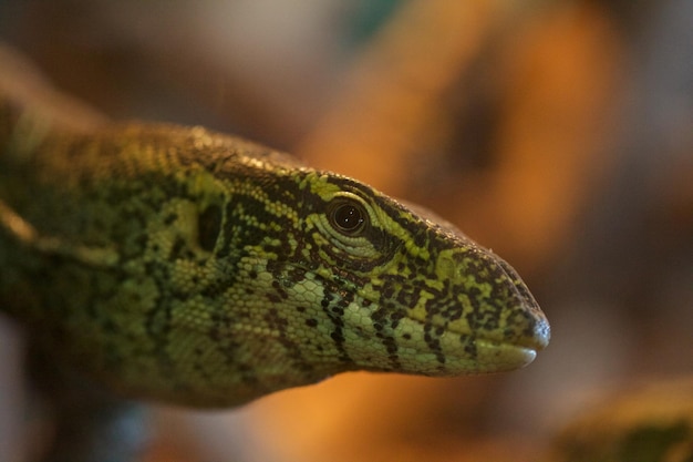 Foto close-up de lagarto