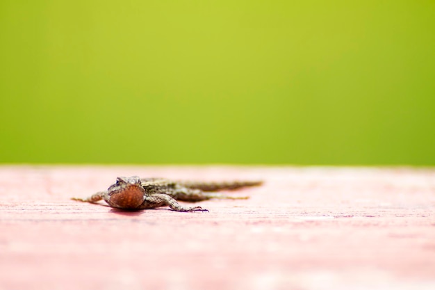 Close-up de lagarto