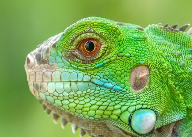 Foto close-up de lagarto