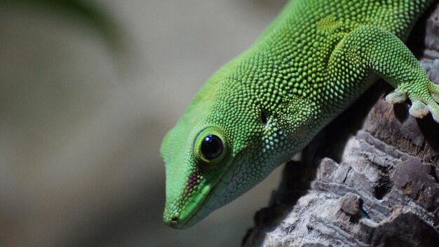 Foto close-up de lagarto