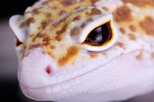 Close-up de lagarto