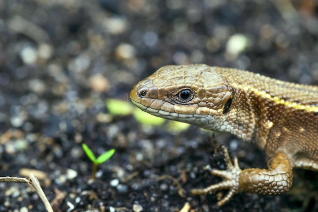 Close-up de lagarto