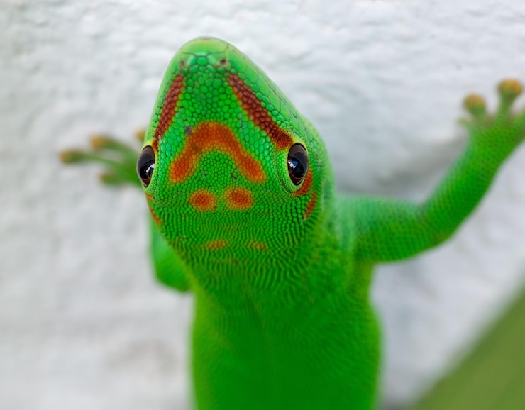 Foto close-up de lagarto