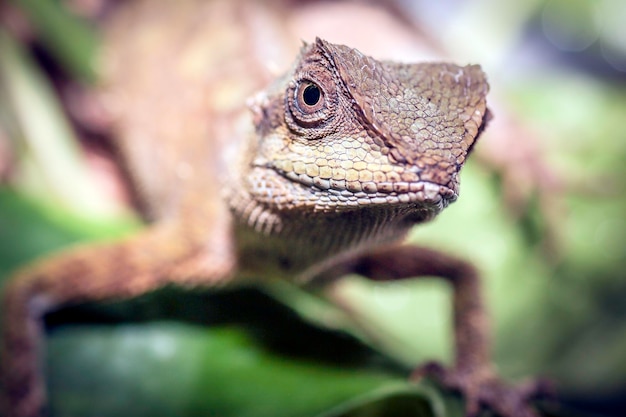 Foto close-up de lagarto