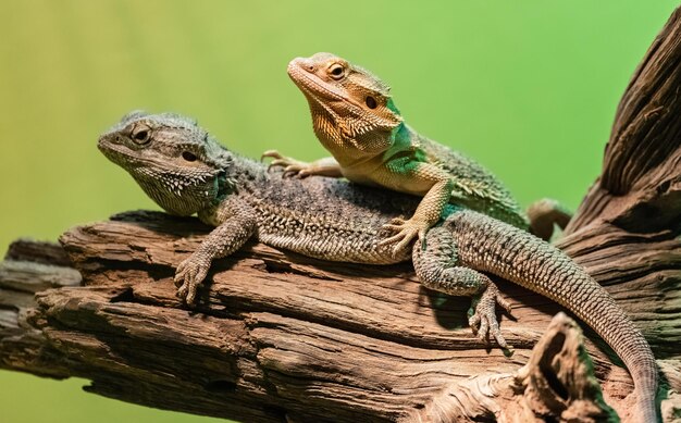 Foto close-up de lagartos sentados em galhos