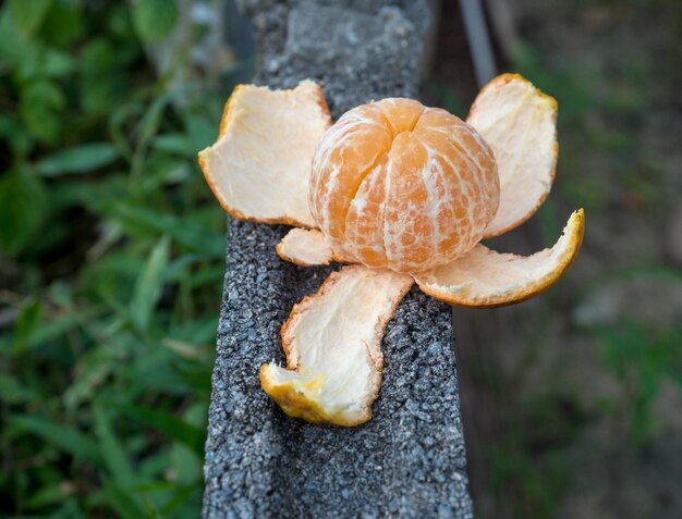 Foto close-up de laranja crescendo em campo