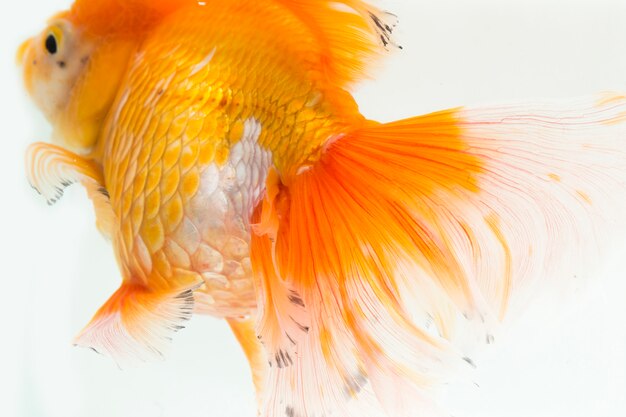 Close-up de laranja Oranda Goldfish