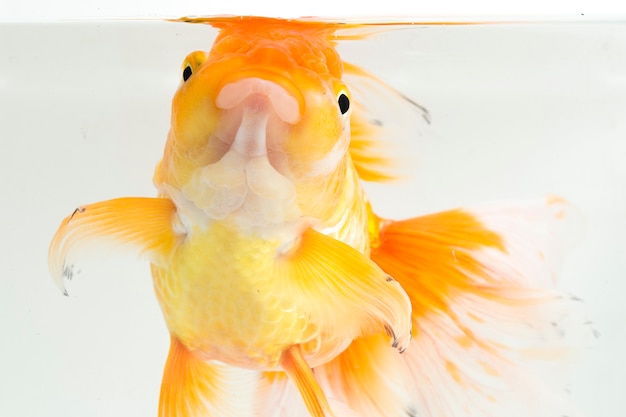 Close-up de laranja Oranda Goldfish
