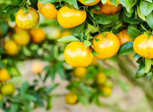 Close-up de laranjas crescendo na planta