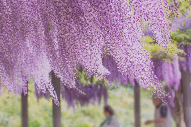 Foto close-up de lavanda crescendo no campo