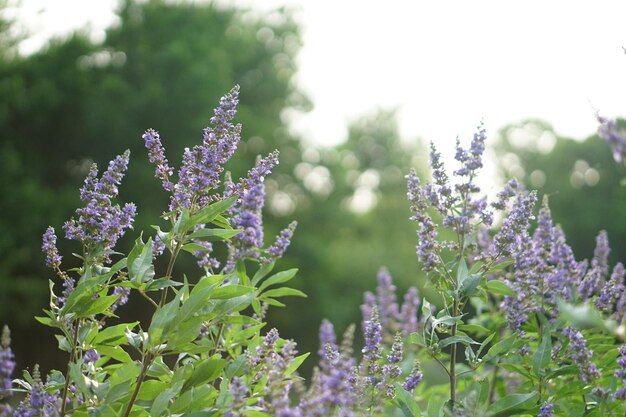 Close-up de lavanda florescendo ao ar livre