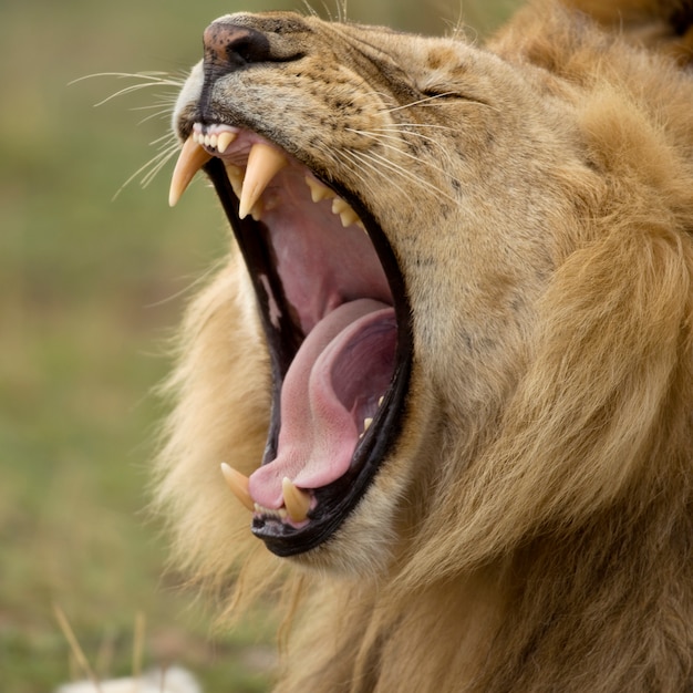 Foto close-up, de, leão, bocejando, parque nacional serengeti, serengeti, tanzânia, áfrica