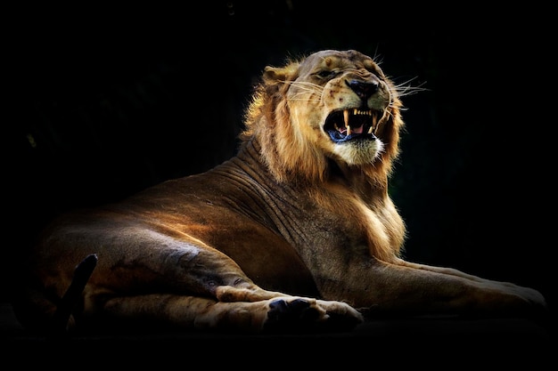 Foto close-up de leão rugindo na floresta