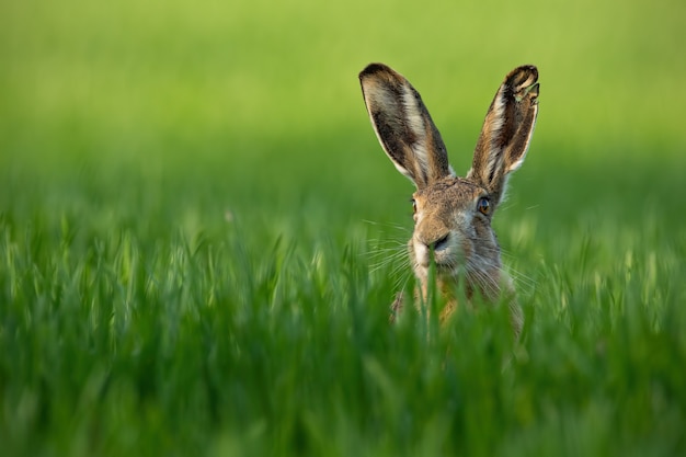 Close-up de lebre europeu selvagem