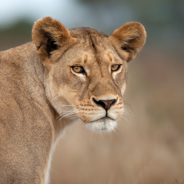 Close-up de leoa em serengeti, tanzânia, áfrica