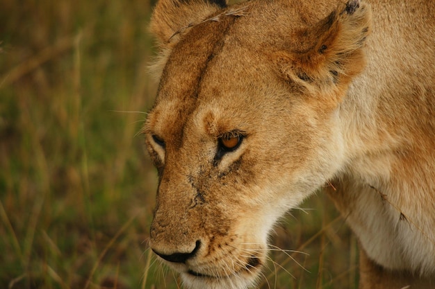 Close-up de leoa no campo