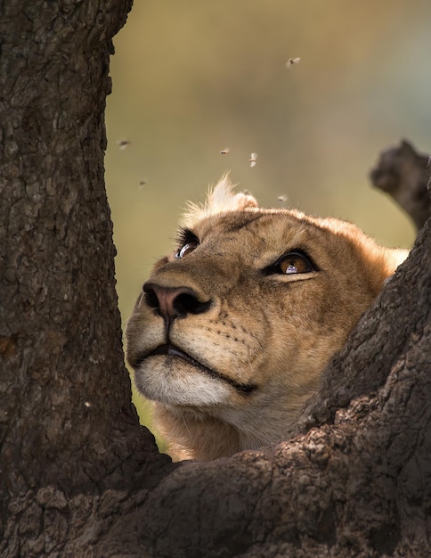 Foto close-up de leoa pelo tronco da árvore