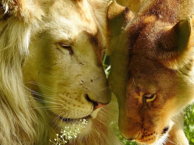 Foto close-up de leões