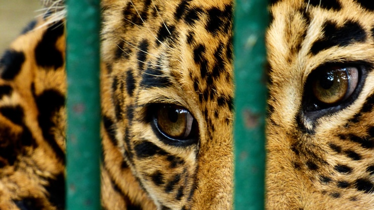 Foto close-up de leopardo em gaiola