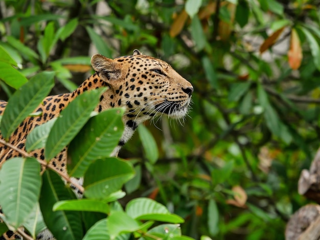 Close-up de leopardo em meio a plantas