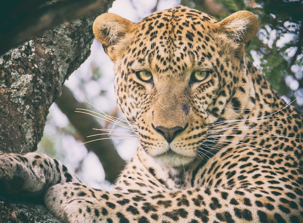 Close-up de leopardo em um galho