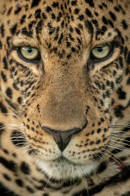 Close-up de leopardo macho olhando fixamente para baixo