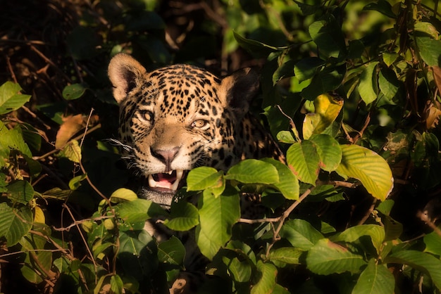 Close-up de leopardo na natureza
