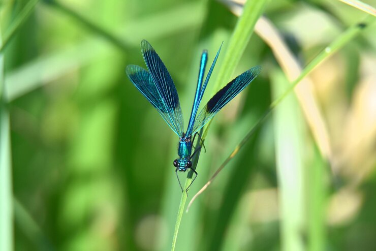 Foto close-up de libélula azul em folha contra fundo verde