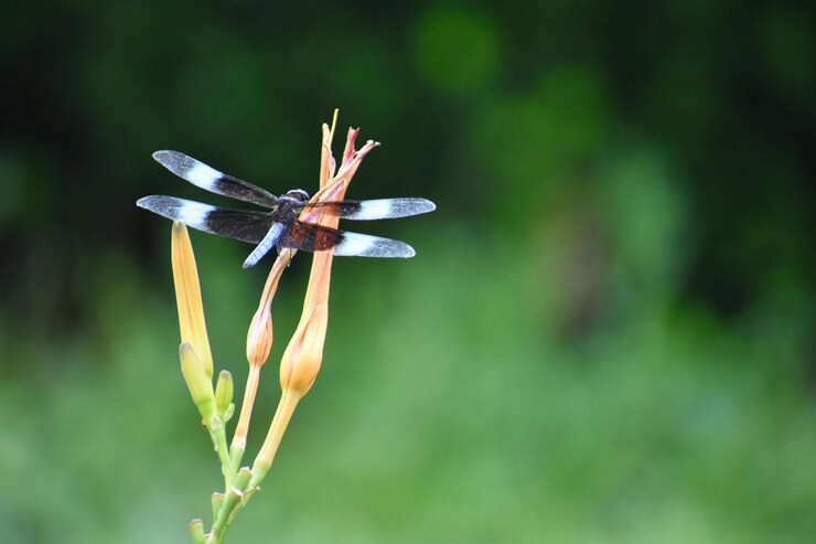 Foto close-up de libélula em flor
