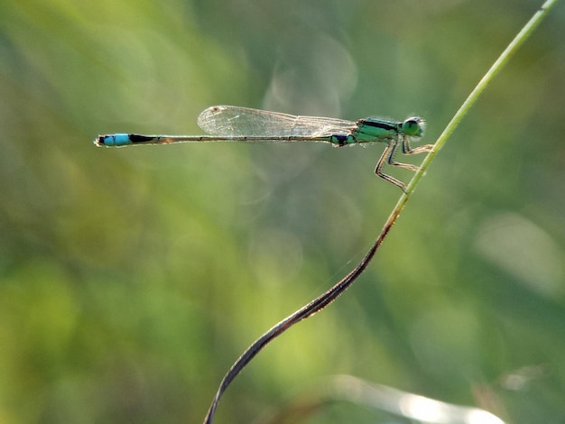 Close-up de libélula em galho