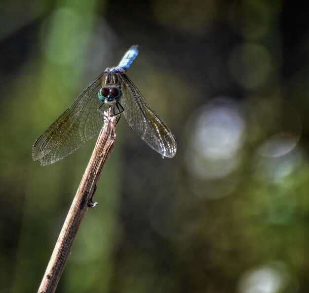 Foto close-up de libélula em galho