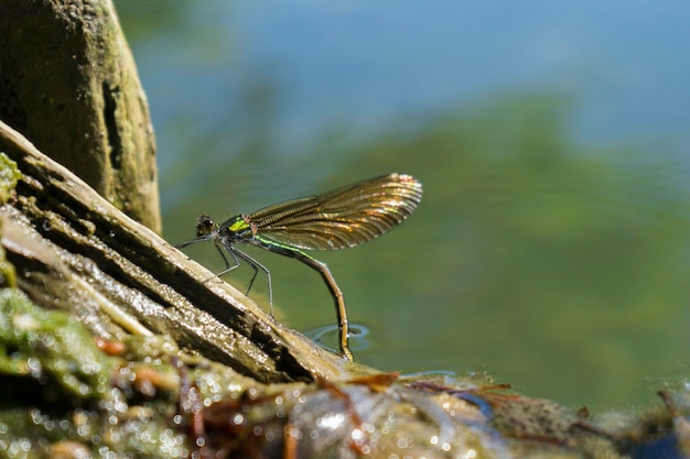 Close-up de libélula em rocha por lagoa