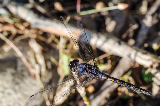 Close-up de libélula no caule