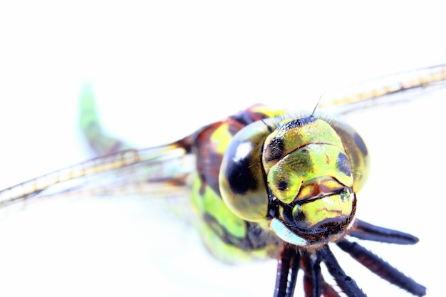 Foto close-up de libélula