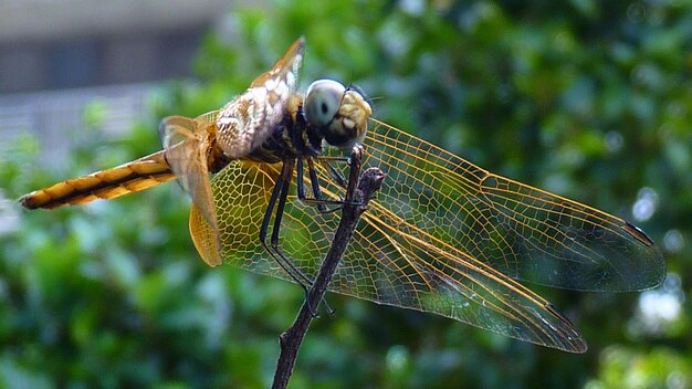 Foto close-up de libélula