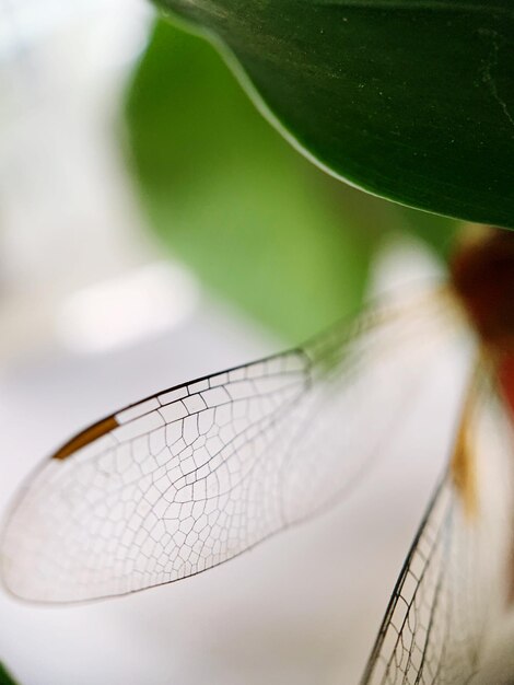 Foto close-up de libélula