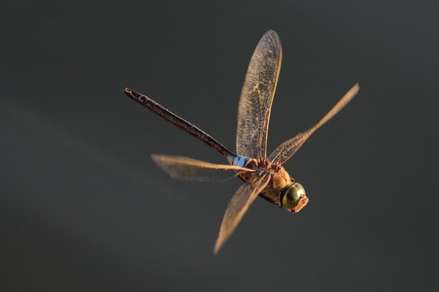 Foto close-up de libélula