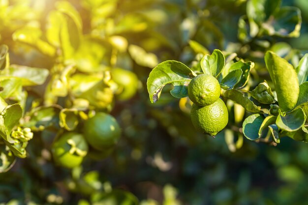 Close up de limões verdes crescem no limoeiro em um fundo de jardim, colheita de frutas cítricas na tailândia.