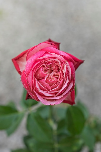 Foto close-up de linda flor rosa fresca no jardim verde