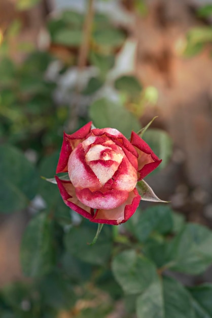 Close-up de linda flor rosa fresca no jardim verde