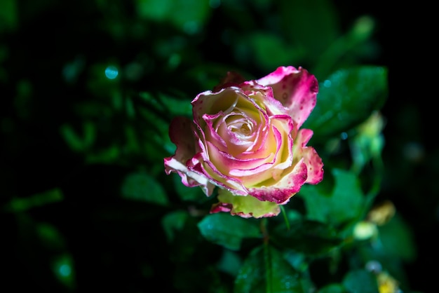 close-up de linda flor rosa rosa com gotas de chuva no jardim à noite no escuro