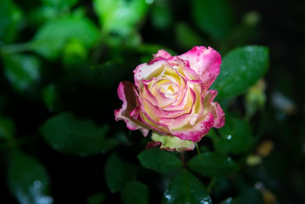 close-up de linda flor rosa rosa com gotas de chuva no jardim à noite no escuro