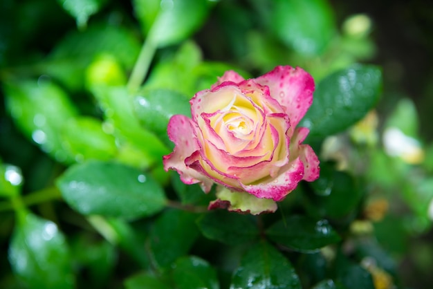 close-up de linda flor rosa rosa com gotas de chuva no jardim à noite no escuro