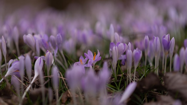 Close-up de lindas flores da primeira primavera gotas de neve no prado ao ar livre Incrível flor da floresta