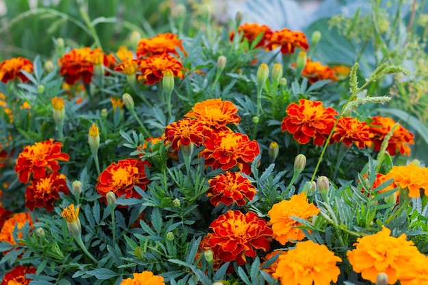 Close-up de lindas flores de calêndula