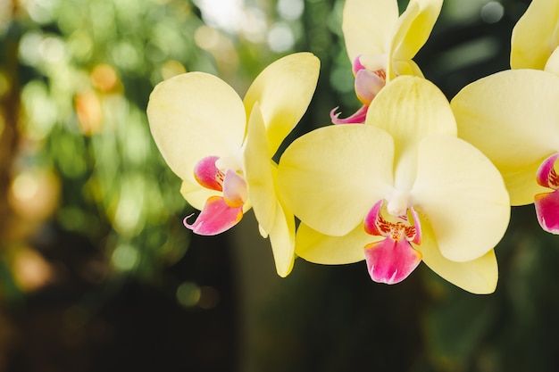 Close-up de lindas flores de orquídea amarelas no fundo desfocado