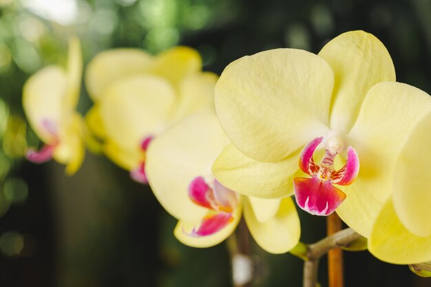 Close-up de lindas flores de orquídea amarelas